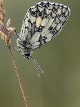 Marbled White Butterfly Covered in Dew at Dawn, Hertfordshire, England, UK-Andy Sands-Photographic Print