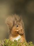 Red Squirrel Feeding, Cairngorms, Scotland, UK-Andy Sands-Photographic Print