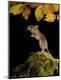 Photographic Print