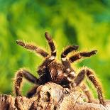 Tarantula, Bird-Eating Spider-Andy Teare-Laminated Photographic Print