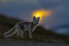 Arctic Fox (Alopex - Vulpes Lagopus) At Sunset, During Moult From Grey Summer Fur To Winter White-Andy Trowbridge-Photographic Print