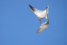 Caspian Tern in flight, diving for prey, New Zealand-Andy Trowbridge-Framed Photographic Print