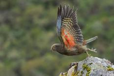 Kea taking flight off rock, New Zealand-Andy Trowbridge-Framed Photographic Print