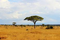 African Savannah Landscape-AndyCandy-Laminated Photographic Print