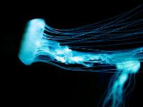 Beautiful Jellyfish-AndyCandy-Mounted Photographic Print