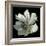 Anemone 2-Magda Indigo-Framed Photographic Print