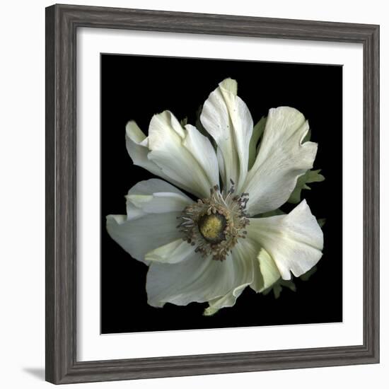 Anemone 2-Magda Indigo-Framed Photographic Print