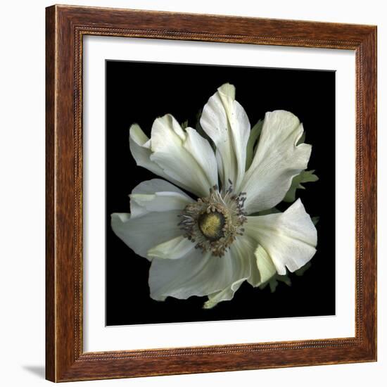 Anemone 2-Magda Indigo-Framed Photographic Print