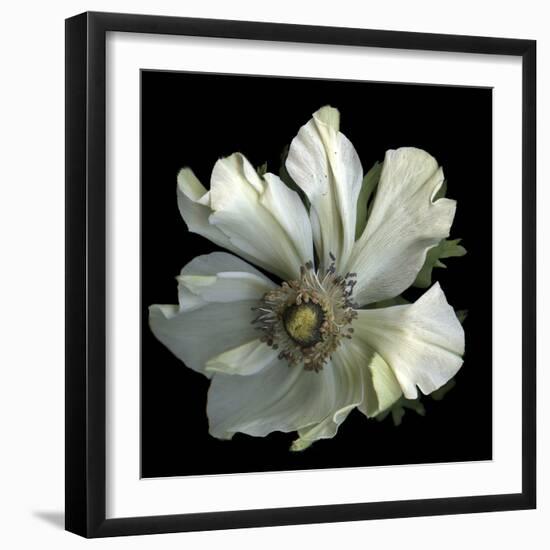 Anemone 2-Magda Indigo-Framed Photographic Print