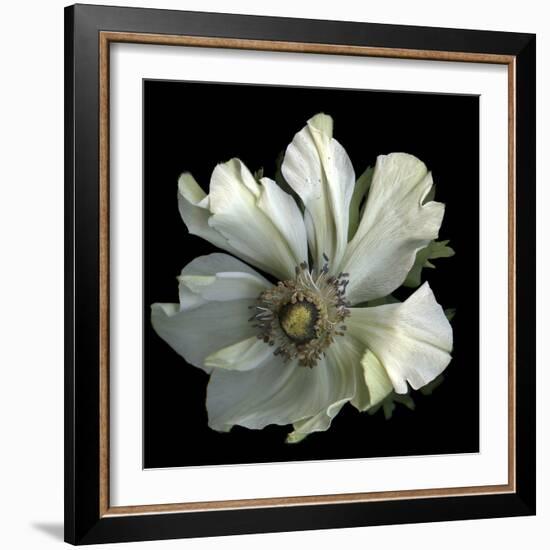 Anemone 2-Magda Indigo-Framed Photographic Print