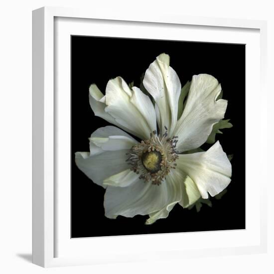 Anemone 2-Magda Indigo-Framed Photographic Print