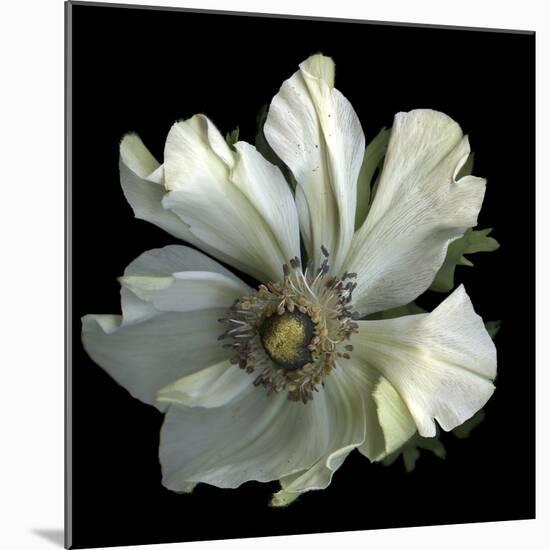 Anemone 2-Magda Indigo-Mounted Photographic Print