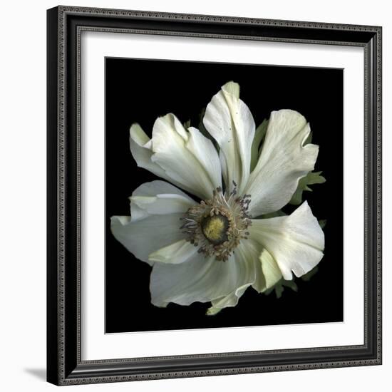 Anemone 2-Magda Indigo-Framed Photographic Print