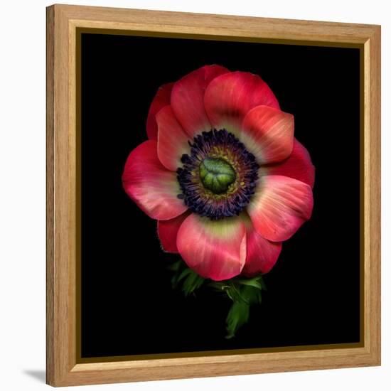 Anemone 3-Magda Indigo-Framed Premier Image Canvas