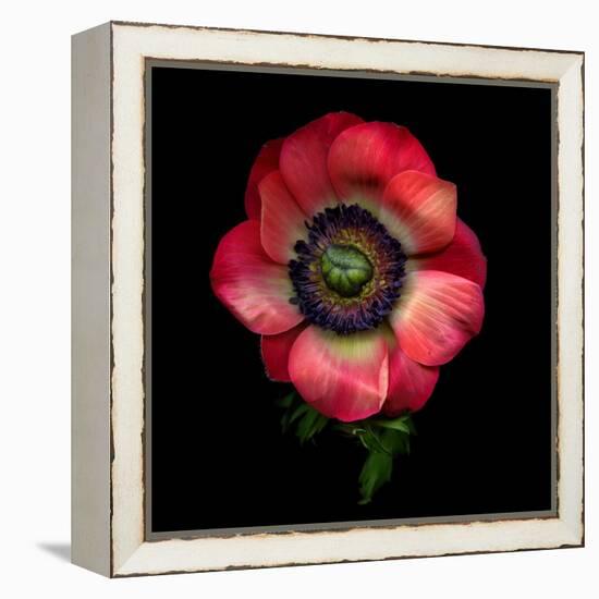 Anemone 3-Magda Indigo-Framed Premier Image Canvas