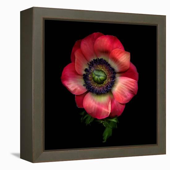 Anemone 3-Magda Indigo-Framed Premier Image Canvas