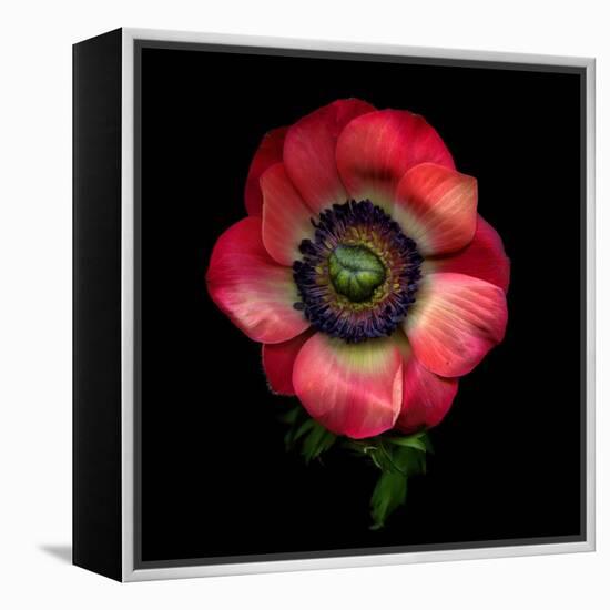 Anemone 3-Magda Indigo-Framed Premier Image Canvas