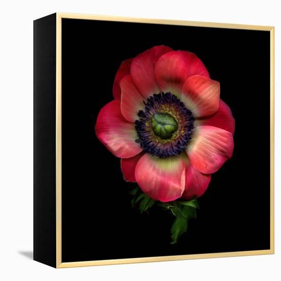 Anemone 3-Magda Indigo-Framed Premier Image Canvas