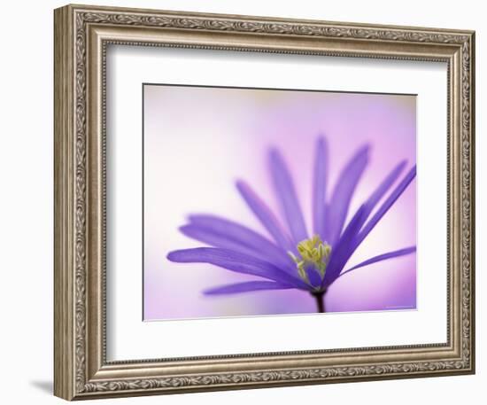 Anemone, Anemone Blanda, Bielefeld, Germany-Thorsten Milse-Framed Photographic Print