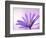 Anemone, Anemone Blanda, Bielefeld, Germany-Thorsten Milse-Framed Photographic Print