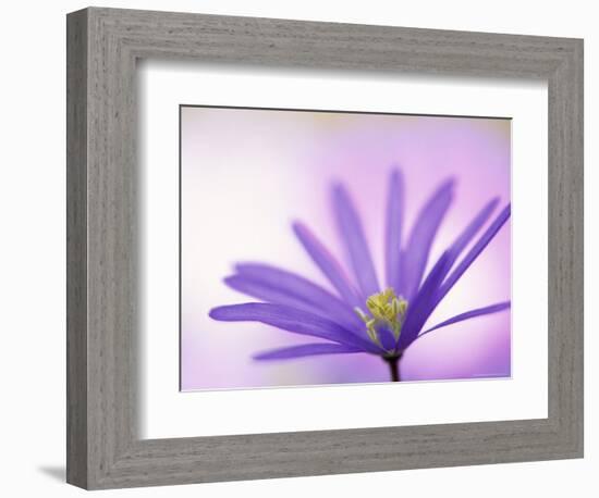 Anemone, Anemone Blanda, Bielefeld, Germany-Thorsten Milse-Framed Photographic Print