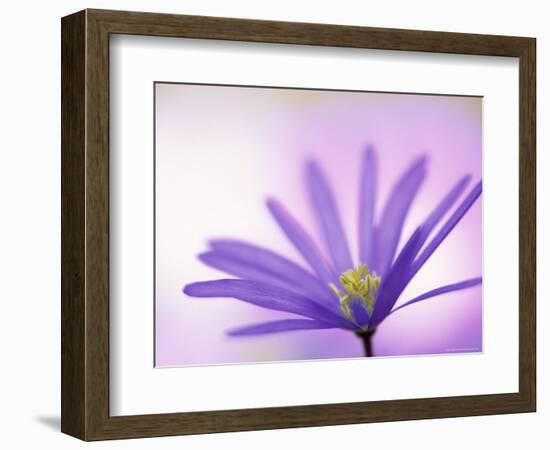 Anemone, Anemone Blanda, Bielefeld, Germany-Thorsten Milse-Framed Photographic Print