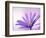 Anemone, Anemone Blanda, Bielefeld, Germany-Thorsten Milse-Framed Photographic Print