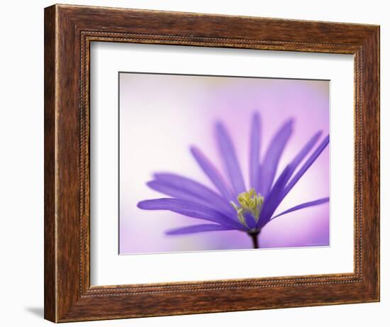 Anemone, Anemone Blanda, Bielefeld, Germany-Thorsten Milse-Framed Photographic Print