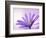 Anemone, Anemone Blanda, Bielefeld, Germany-Thorsten Milse-Framed Photographic Print