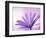 Anemone, Anemone Blanda, Bielefeld, Germany-Thorsten Milse-Framed Photographic Print