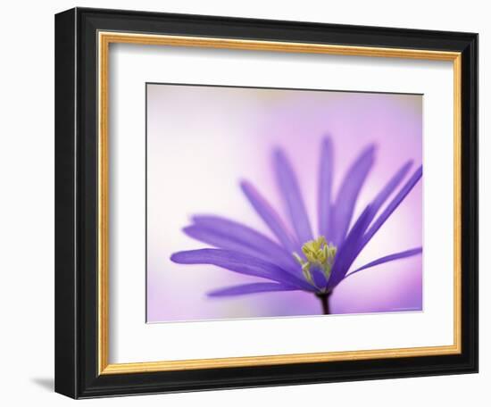 Anemone, Anemone Blanda, Bielefeld, Germany-Thorsten Milse-Framed Photographic Print