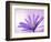 Anemone, Anemone Blanda, Bielefeld, Germany-Thorsten Milse-Framed Photographic Print