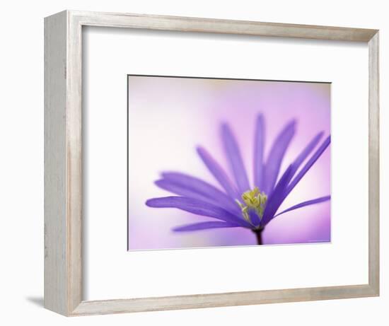 Anemone, Anemone Blanda, Bielefeld, Germany-Thorsten Milse-Framed Photographic Print