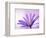 Anemone, Anemone Blanda, Bielefeld, Germany-Thorsten Milse-Framed Photographic Print