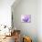 Anemone, Anemone Blanda, Bielefeld, Germany-Thorsten Milse-Photographic Print displayed on a wall