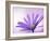 Anemone, Anemone Blanda, Bielefeld, Germany-Thorsten Milse-Framed Photographic Print