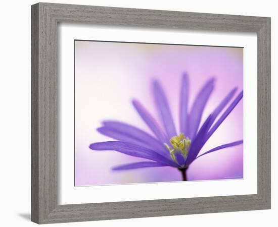 Anemone, Anemone Blanda, Bielefeld, Germany-Thorsten Milse-Framed Photographic Print