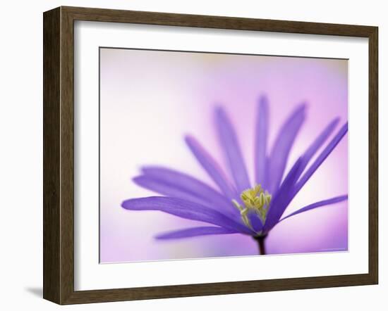 Anemone, Anemone Blanda, Bielefeld, Germany-Thorsten Milse-Framed Photographic Print