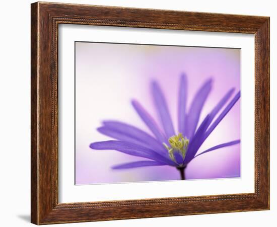 Anemone, Anemone Blanda, Bielefeld, Germany-Thorsten Milse-Framed Photographic Print