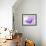 Anemone, Anemone Blanda, Bielefeld, Germany-Thorsten Milse-Framed Photographic Print displayed on a wall