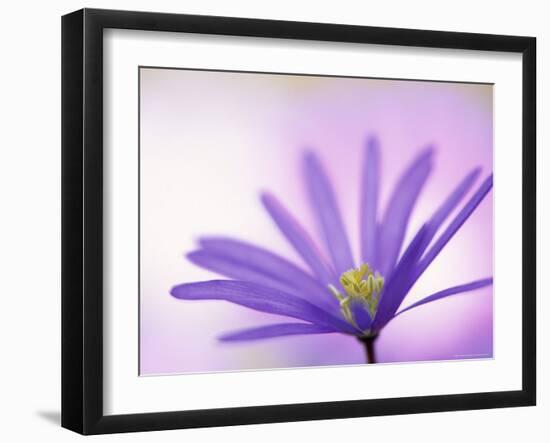 Anemone, Anemone Blanda, Bielefeld, Germany-Thorsten Milse-Framed Photographic Print