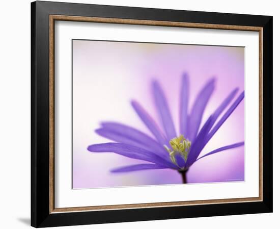 Anemone, Anemone Blanda, Bielefeld, Germany-Thorsten Milse-Framed Photographic Print