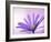 Anemone, Anemone Blanda, Bielefeld, Germany-Thorsten Milse-Framed Photographic Print