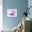 Anemone, Anemone Blanda, Bielefeld, Germany-Thorsten Milse-Framed Photographic Print displayed on a wall