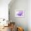 Anemone, Anemone Blanda, Bielefeld, Germany-Thorsten Milse-Framed Photographic Print displayed on a wall