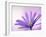 Anemone, Anemone Blanda, Bielefeld, Germany-Thorsten Milse-Framed Photographic Print