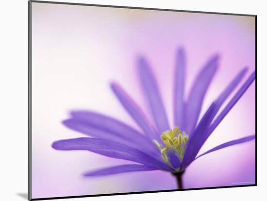 Anemone, Anemone Blanda, Bielefeld, Germany-Thorsten Milse-Mounted Photographic Print