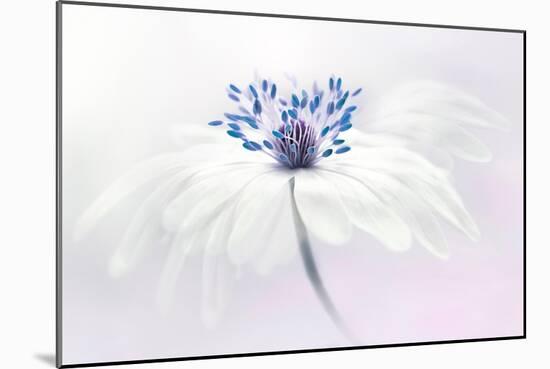 Anemone blanda-Jacky Parker-Mounted Giclee Print