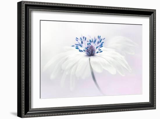 Anemone blanda-Jacky Parker-Framed Giclee Print