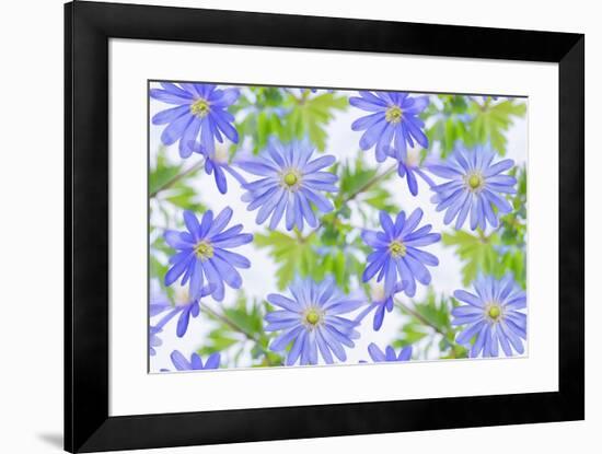 Anemone Blue-Cora Niele-Framed Giclee Print